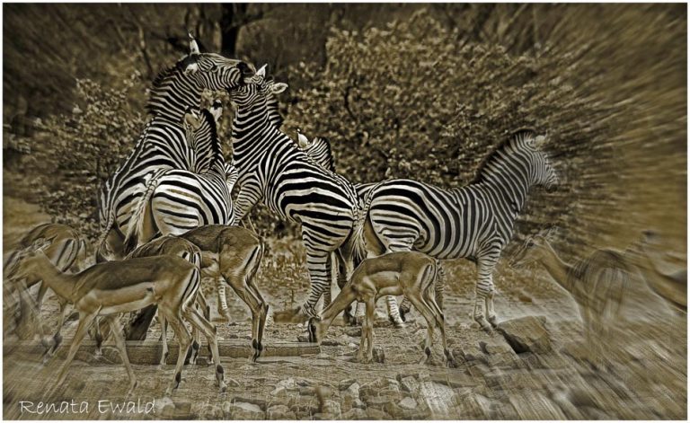 zebra fight art 768x471