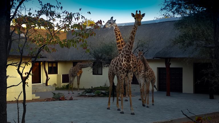 20150817 Giraffes Matimba 2 768x432