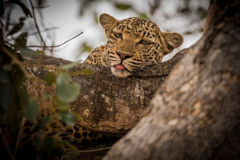 20200827 DSC 7473 768x513