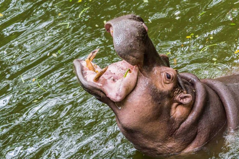 ba jessica the hippo feature1 v1 768x512