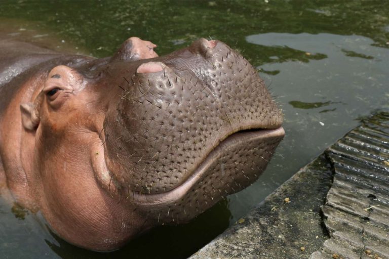 ba jessica the hippo img1 v1 768x512