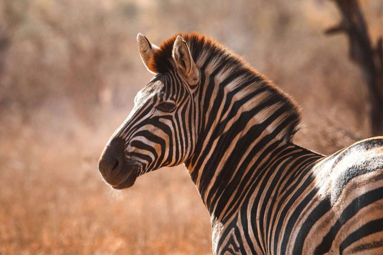 ba kruger safari feature2 v1 1 768x512